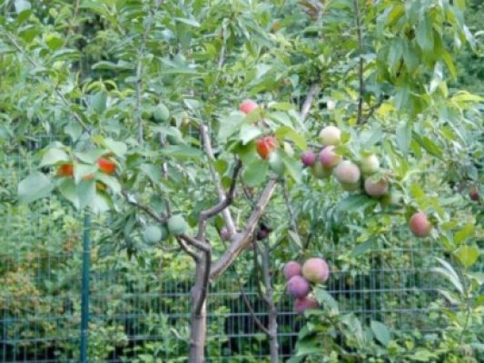 Povestea pomului cu 40 de fructe diferite